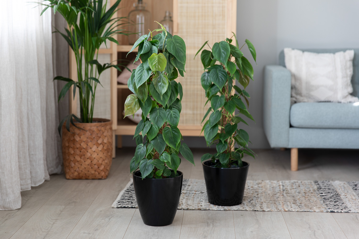 Philodendron p&aring; mosestokk